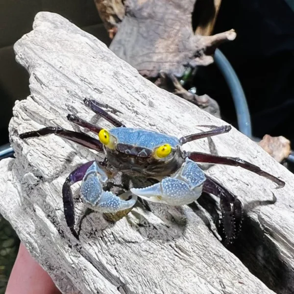 GREY STAR VAMPIRE CRAB - 金眼星云恶魔蟹