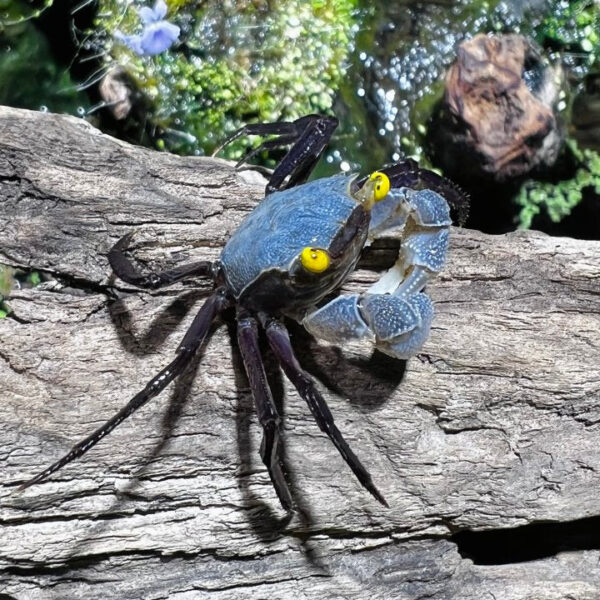 GREY STAR VAMPIRE CRAB - 金眼星云恶魔蟹 - Image 2