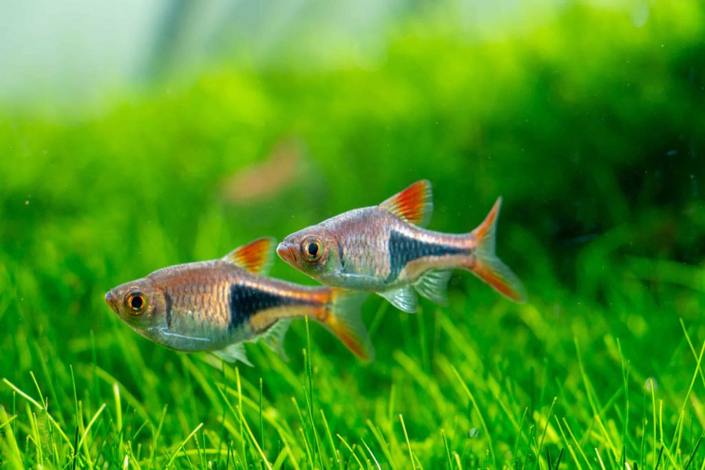 HARLEQUIN RASBORA - 三角灯