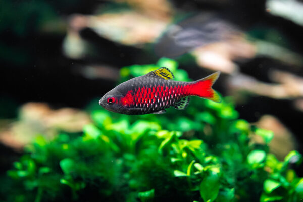 ODESSA BARB - 钻石彩虹鲫 - Image 3