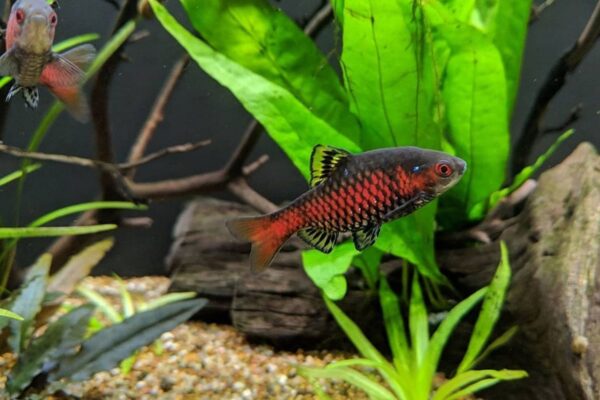 ODESSA BARB - 钻石彩虹鲫 - Image 2