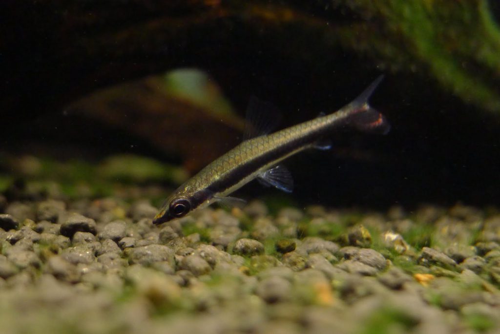 ONE-LINED PENCILFISH - 一线铅笔