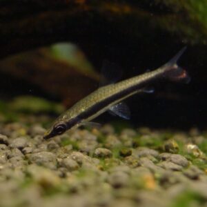 ONE-LINED PENCILFISH - 一线铅笔