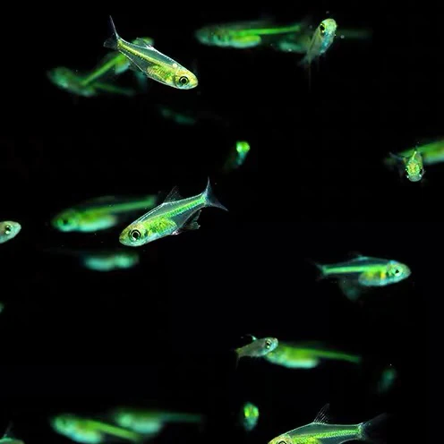 KUBOTAI RASBORA - 绿精灵 - Image 3