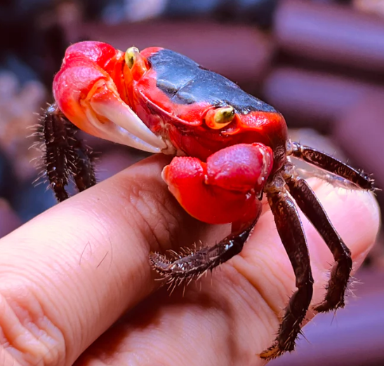 METASESARMA RED APPLE CRAB - 印尼红苹果蟹