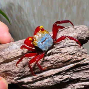 RED ROUXI VAMPIRE CRAB - 红幻影虹恶魔蟹