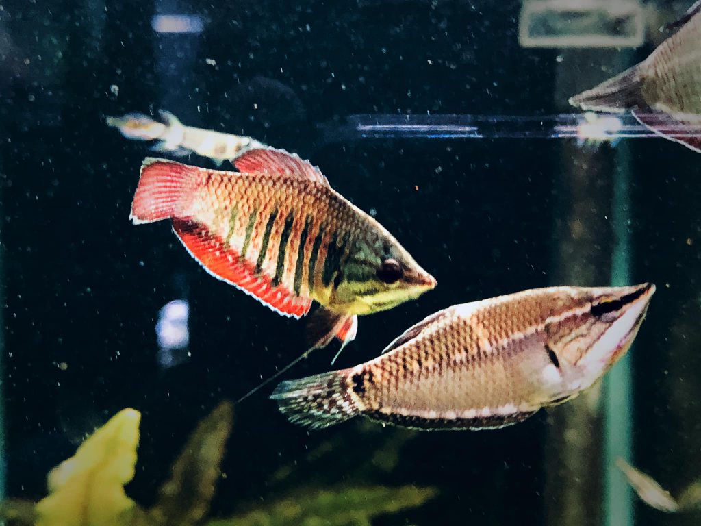 SAMURAI GOURAMI - 韦蓝提飞船