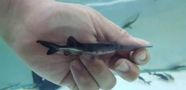 AMERICAN PADDLEFISH - 太空鲨