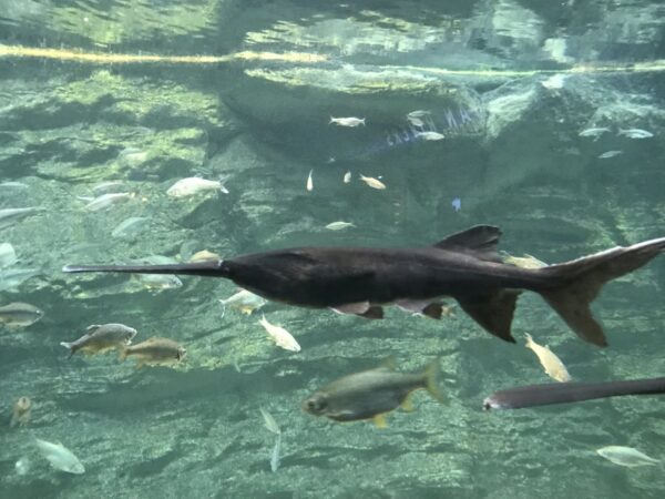AMERICAN PADDLEFISH - 太空鲨 - Image 2