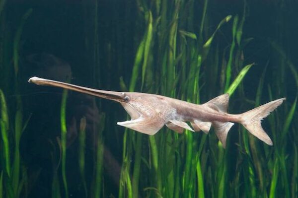 AMERICAN PADDLEFISH - 太空鲨 - Image 3