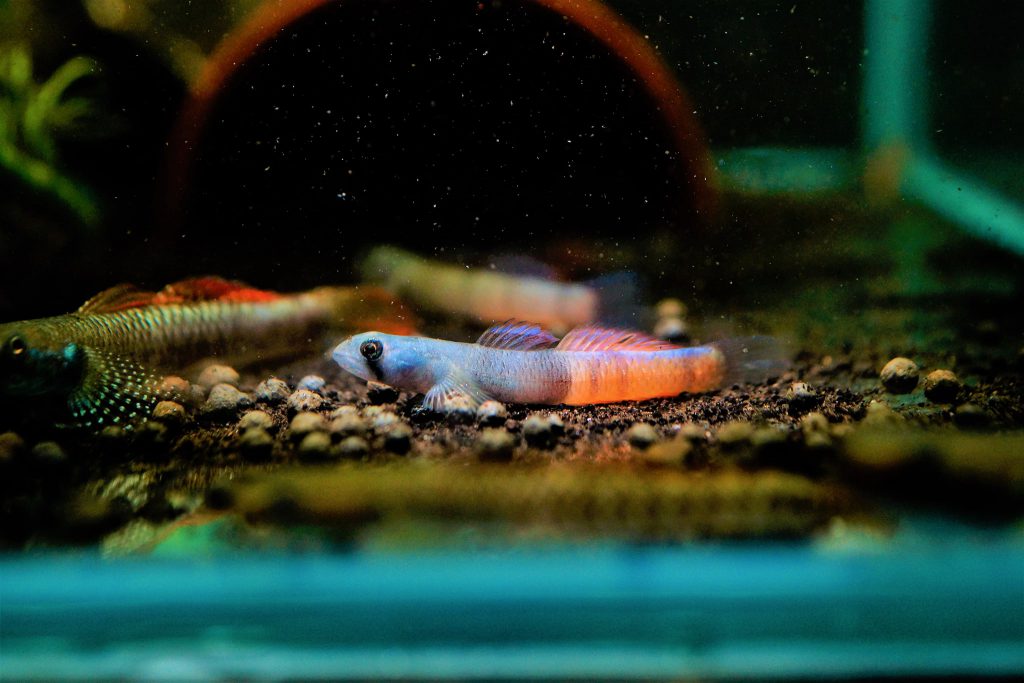 RED-BELTED GOBY - 环带黄瓜虾虎