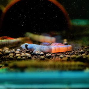 RED-BELTED GOBY - 环带黄瓜虾虎