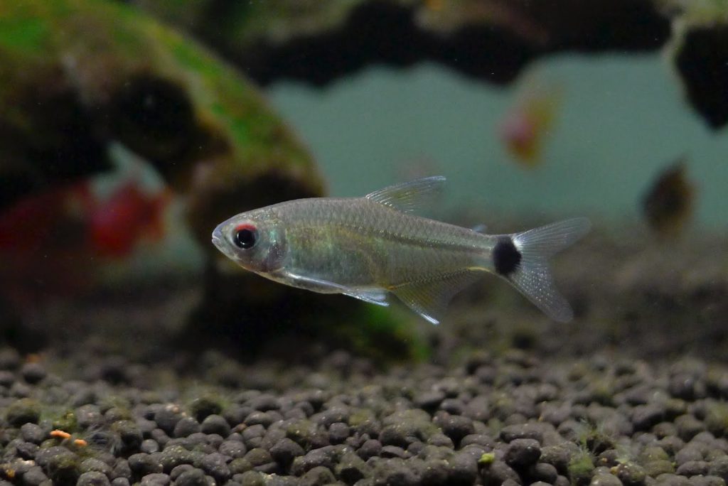 PANDA TETRA - 飞凤灯