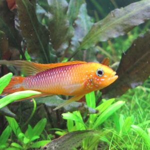 APISTOGRAMMA AGASSIZII FIRE RED - 血焰亚卡西短鲷【PAIR】
