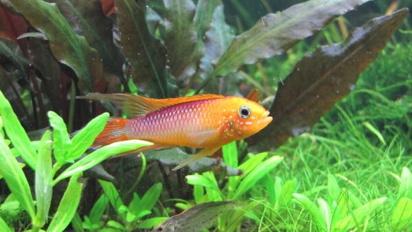 APISTOGRAMMA AGASSIZII FIRE RED - 血焰亚卡西短鲷【PAIR】