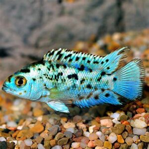 ELECTRIC BLUE JACK DEMPSEY CICHLID - 银河星钻