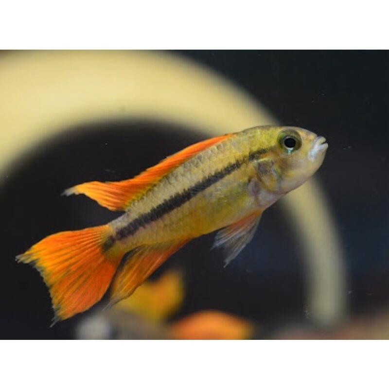 CACATUOIDES MEGA ORANGE CICHLID- 桔帆凤尾短鲷【PAIR】