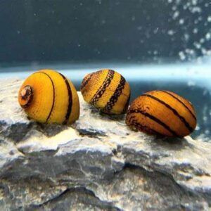 ORING SNAIL - 彩蛋螺【5 PCs】