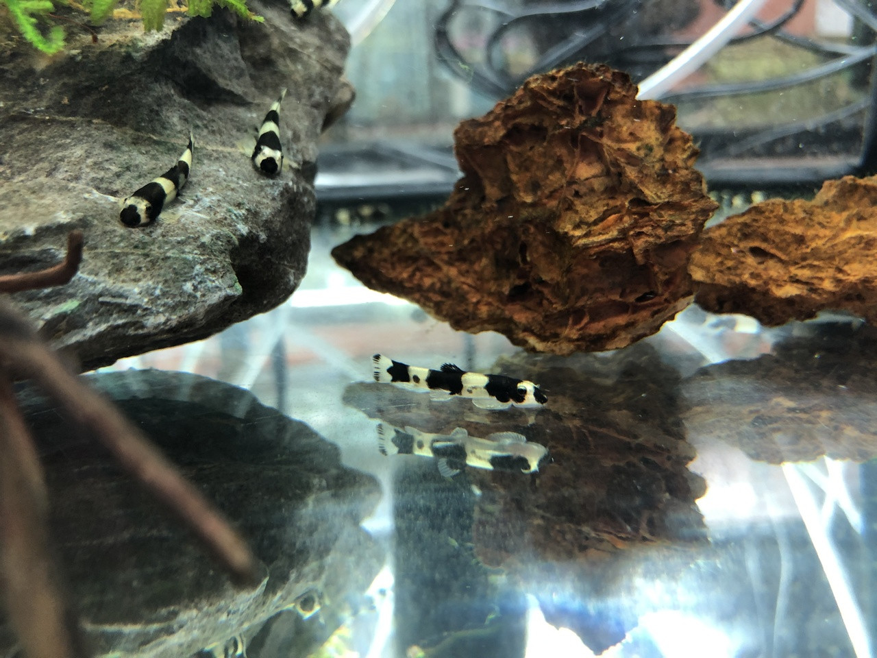 PANDA LOACH - 熊猫鳅【2.5 ~ 3 cm】 - Image 3