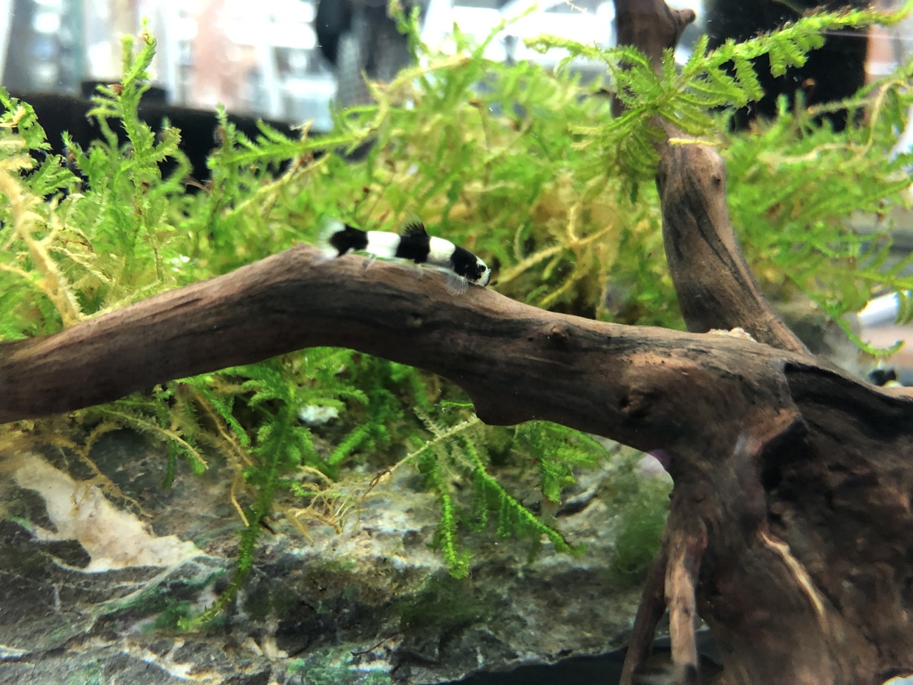 PANDA LOACH - 熊猫鳅【2.5 ~ 3 cm】 - Image 2