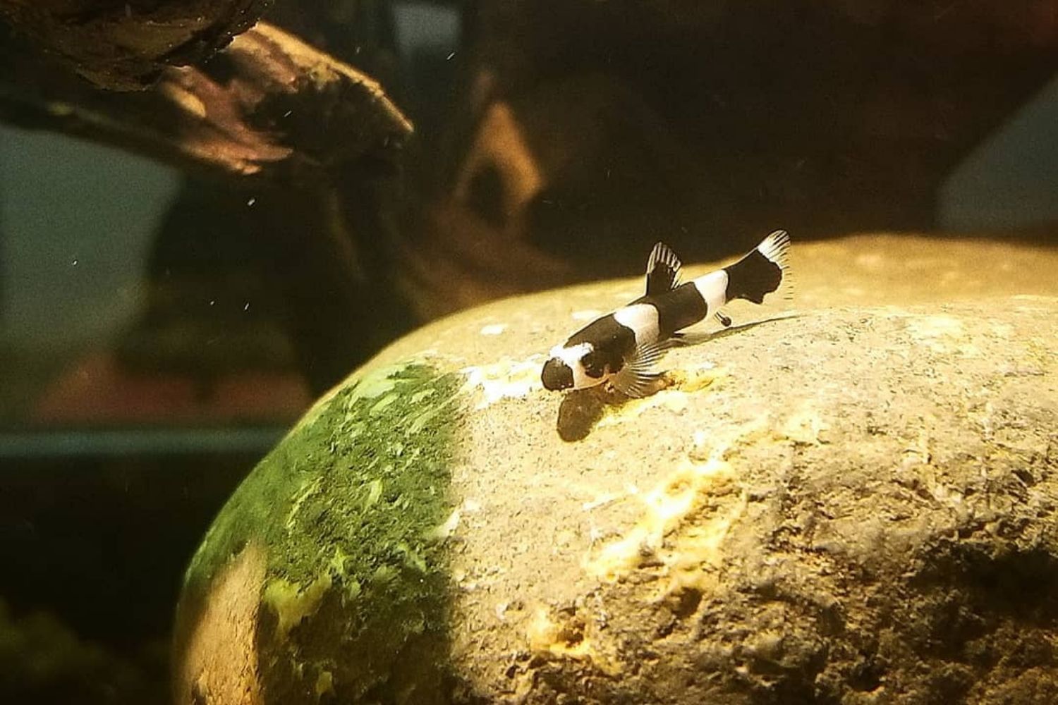 PANDA LOACH - 熊猫鳅【2.5 ~ 3 cm】
