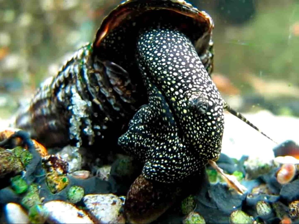 WHITE SPOT RABBIT SNAIL - 满天星兔螺