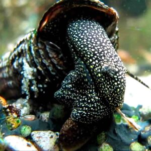 WHITE SPOT RABBIT SNAIL - 满天星兔螺