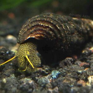 YELLOW SPOT RABBIT SNAIL - 黄斑兔螺