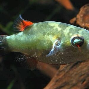 BORNEO RED EYE PUFFER - 红眼狗头