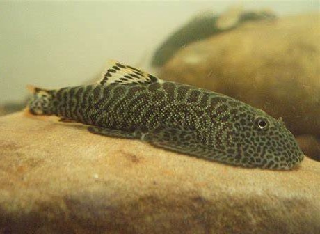 MOUNTAIN SUCKER LOACH - 高山腹吸鳅