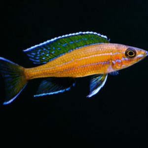 BLUE NEON CICHLID - 蓝翼蓝珍珠