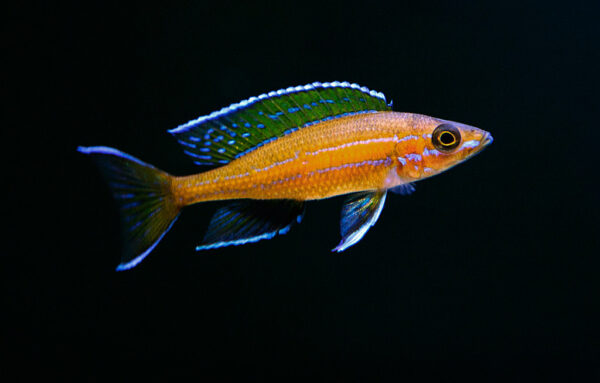 BLUE NEON CICHLID - 蓝翼蓝珍珠