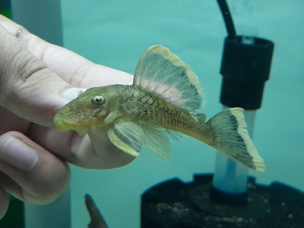 L047 MANGO PLECO - 黄骑士异形