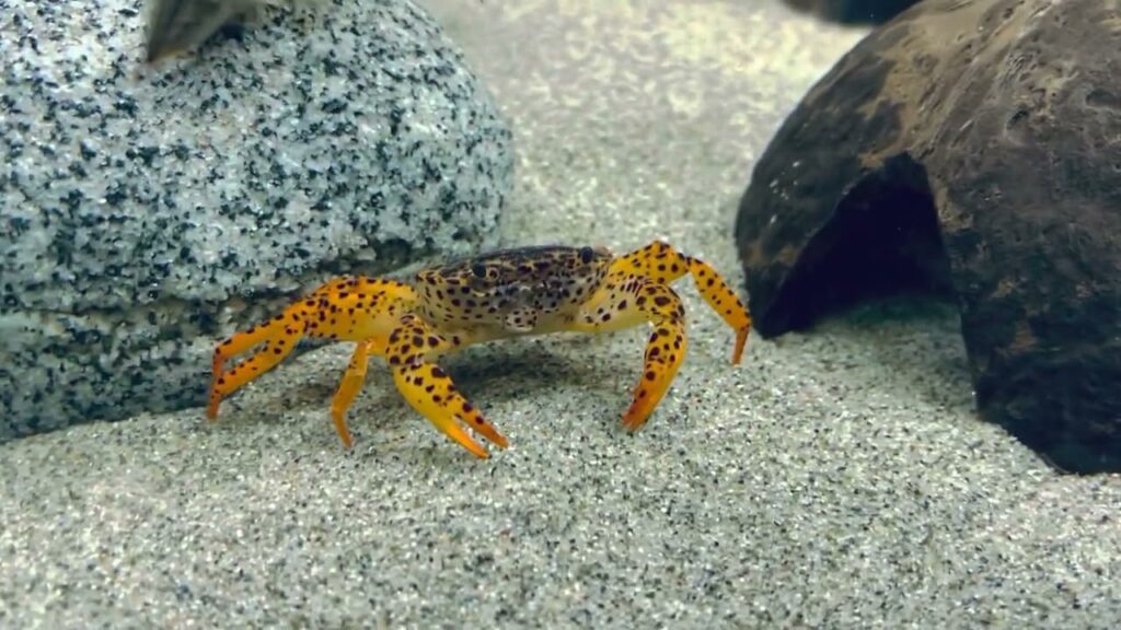 PANTHER CRAB - 豹点蟹【FULLY UNDERWATER】