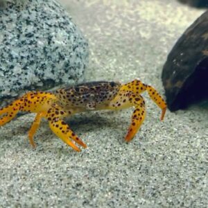 PANTHER CRAB - 豹点蟹【FULLY UNDERWATER】