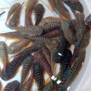 BLUE FIN BORNEO SUCKER - 彩虹虎紋吸鰍