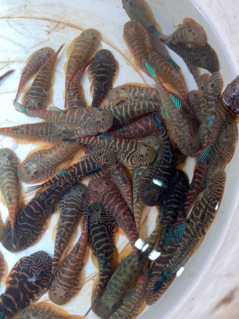 BLUE FIN BORNEO SUCKER - 彩虹虎紋吸鰍