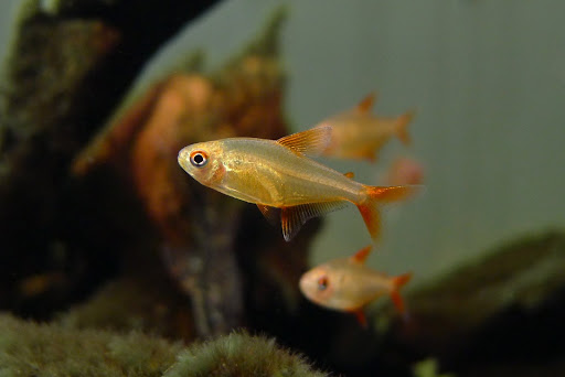 RED CHERRY TETRA - 甜心柠檬灯 - Image 2