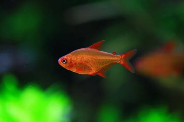 RED CHERRY TETRA - 甜心柠檬灯