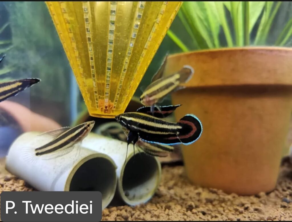 TWEEDIEI - 特威迪【PAIR】