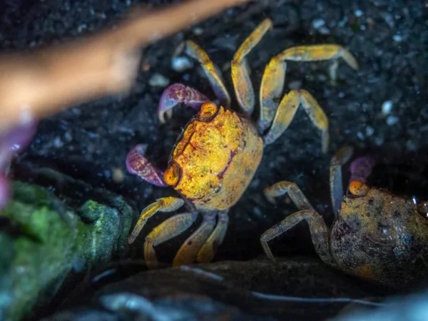 ORANGE DISCO VAMPIRE CRAB - 紫金粉恶魔蟹