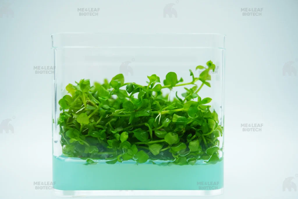 【ME & LEAF】MICRANTHEMUM SP. MONTE CARLO - 趴地大珍珠【100% SHRIMP SAFE】