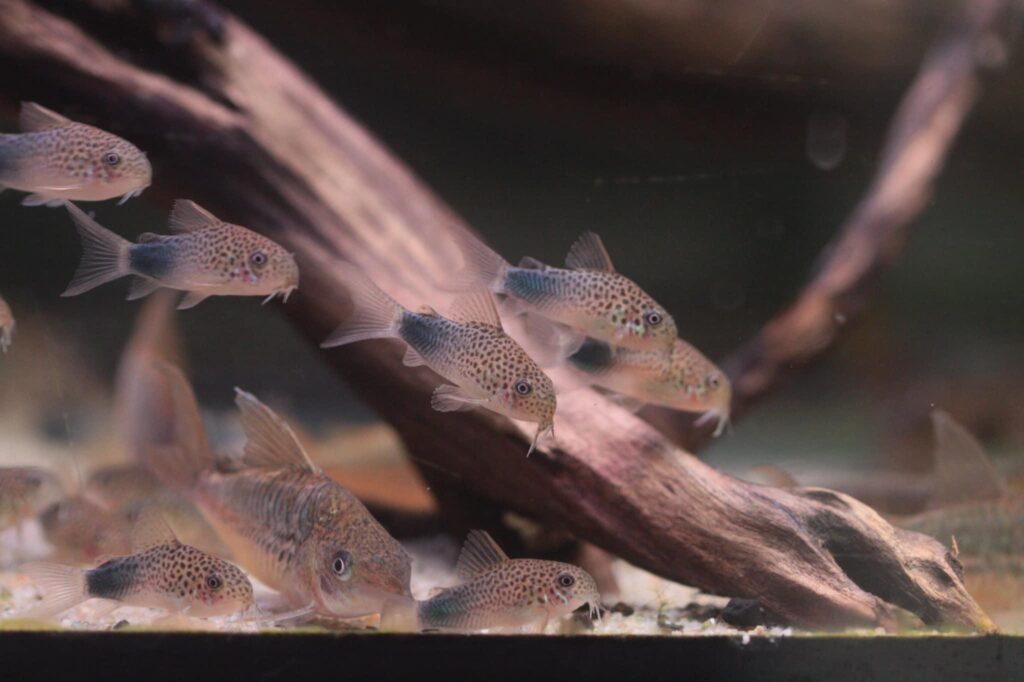 SMUDGE SPOT CORYDORAS - 紫羅蘭鼠
