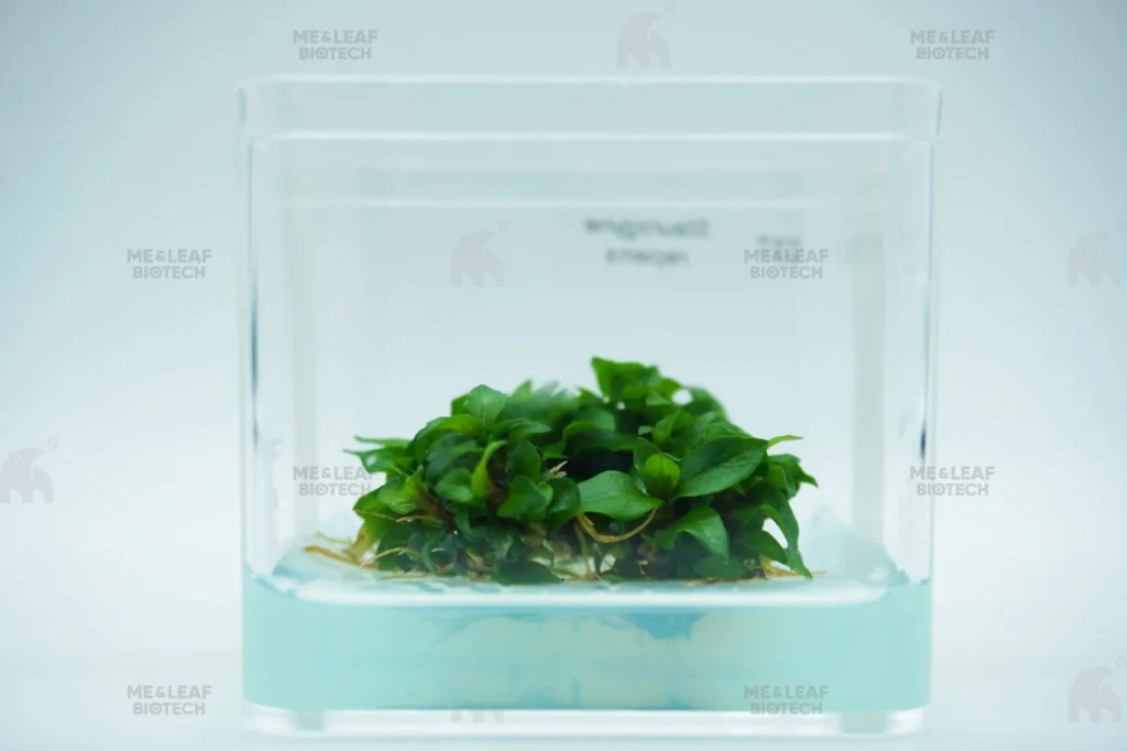 【ME & LEAF】TISSUE CULTURE STAUROGYNE REPENS - 南美叉柱花【100% SHRIMP SAFE】
