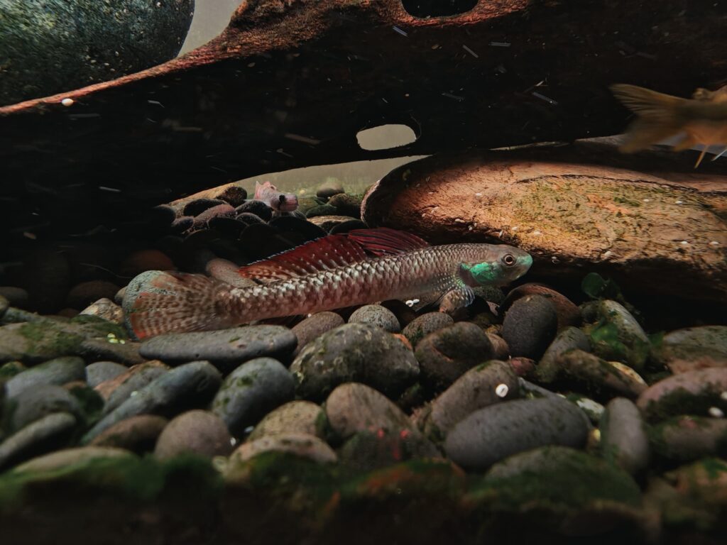 RAINBOW STIPHODON GOBY - 彩虹枝桠虾虎