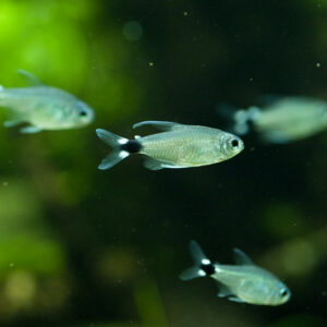 AMAZON REED TETRA - 大帆月光灯