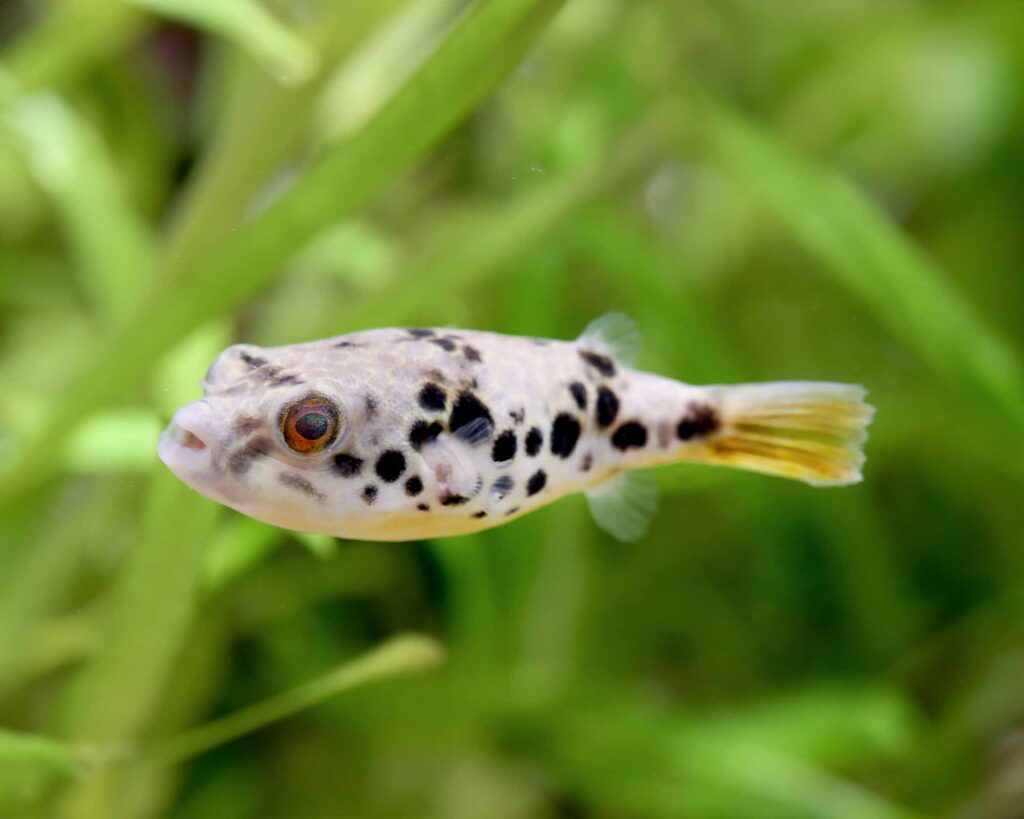 CONGO SPOTTED PUFFER - 金钱豹狗头
