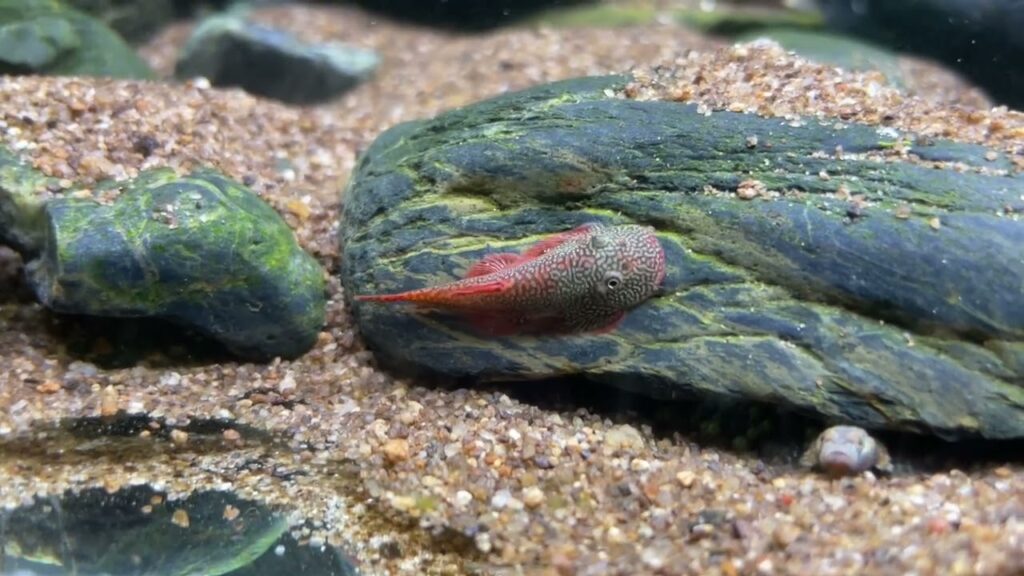 GASTROMYZON KATIBASENSIS - 卡提腹吸鳅