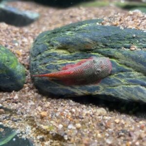 GASTROMYZON KATIBASENSIS - 卡提腹吸鳅