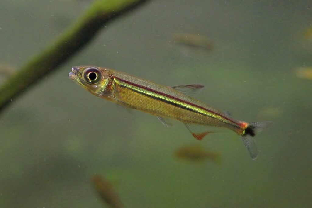 RAINBOW LIZARD TETRA - 彩虹蜻蜓灯